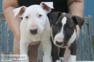 Bull Terrier 3 Males 2 Females ready