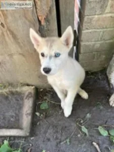 Beautiful White Female Alusky Husky