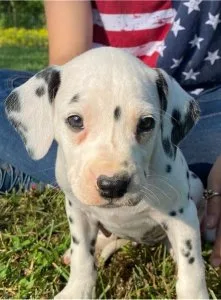 Amazing AKC Reg Dalmatian Puppies they are ready