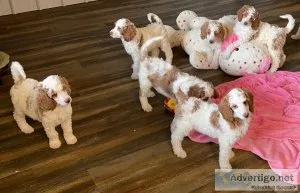 AKC parti poodles for sale