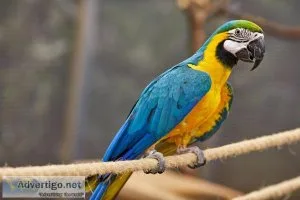 Blue and gold macaw