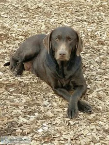 3 AKC Chocolate Adult Labs