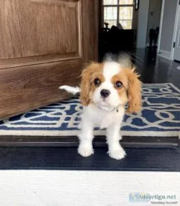 Fully health Tested Cavalier Puppies for sale
