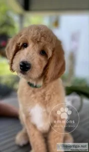 Goldendoodle puppies for sale