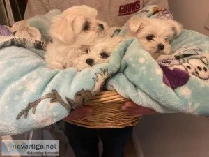 Gorgeous MALTESE PUPS READY TO GO ONE MALE ONE FEMALE