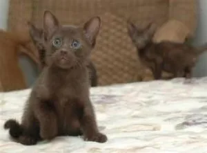 Beautiful Havana kittens