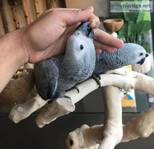 African congo grey ( Female)