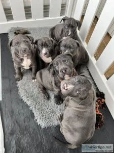 Ready to leave now Lovely puppies