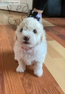 Bichon Maltese puppies ready to leave