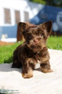 Chocolate and Biro Yorkshire Terrier puppies
