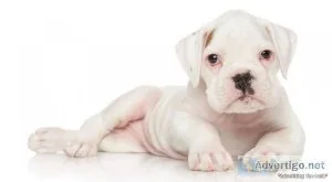 Boxer puppies for sale