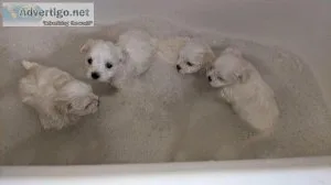 We have four Pedigree  KC registered Maltese little boys ready t