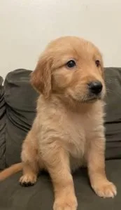 Golden Retriever Puppies 