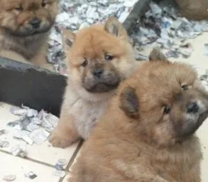 KC Chow Chow Puppies