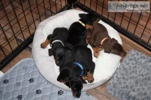 doberman puppies