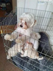 Maltese puppies for sale for lovely families