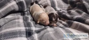 Chihuahua puppies for sale