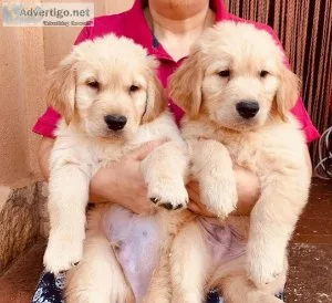 Golden Retriever AKC Registered Puppies