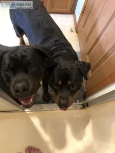 Rottweiler young adult females