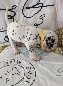 Cute  AKC Reg Dalmatian Puppies