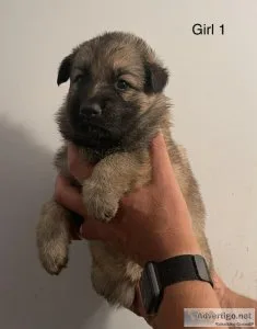 AKC Registered German Shepherd Puppies