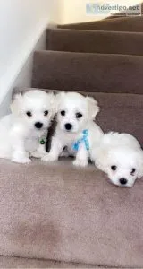 Maltese puppies Hypoallergenic Looking for 5 forever loving home