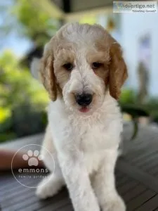 Goldendoodle puppies for sale