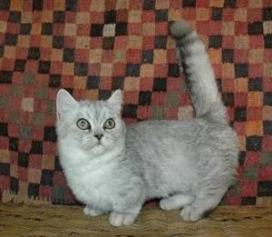 Munchkin kittens