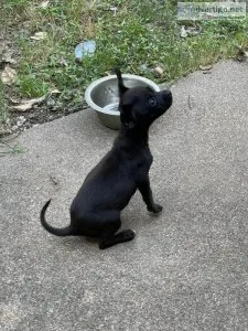 Black Female Chihuahua