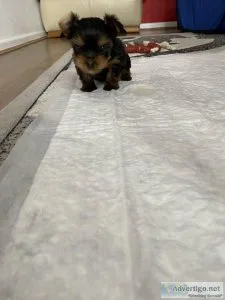 Female Yorkshire Terrier puppy is looking for a new home.