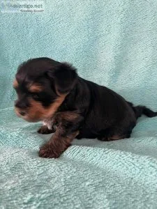 Lovely looking small Yorkshire terriers