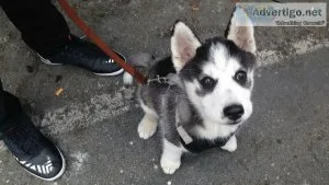 Female Aussie Husky Puppy for Home