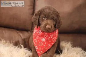 Labradoodle Puppies