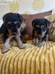 Beautiful Welsh terrier puppies