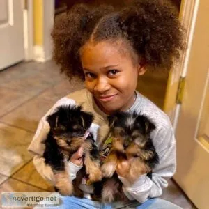 Adorable Yorkie Puppies For Adoption