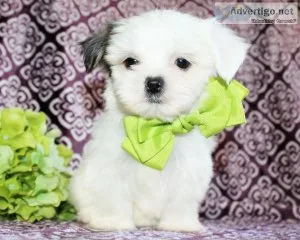 Male Shorkie Puppy