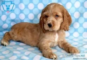 Beautiful litter pure Red Cocker Spaniels
