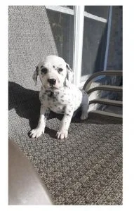 Quality AKC Reg Dalmatian Puppies