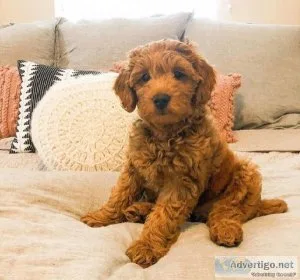 Beautiful healthy Golden Doodle puppies