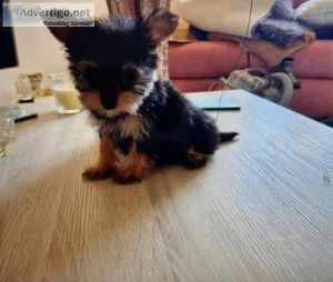 Stunning miniature Yorkshire terriers