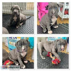 These are some stunning and thick pups.