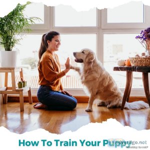 How to train your puppy 