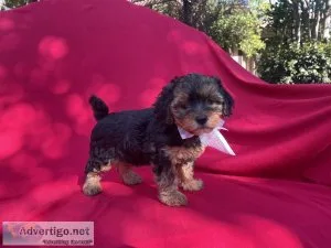 Yorkshire Terrier Puppies