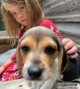 Three beautiful Beagle puppies ready for you.
