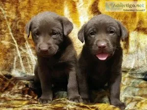 AKC Champion Bloodline Lab Puppies