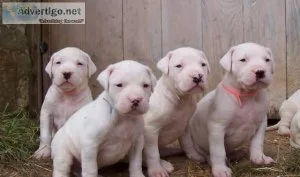 Pure bred Dogo Argentino puppies