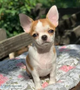 chihuahua puppies