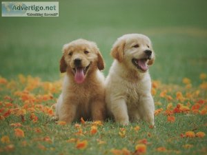 Puppy Training a step-by-step Guide