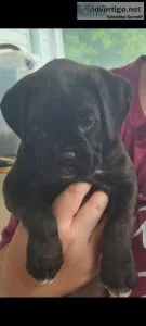 AKC Boxer puppies