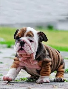 Bulldog